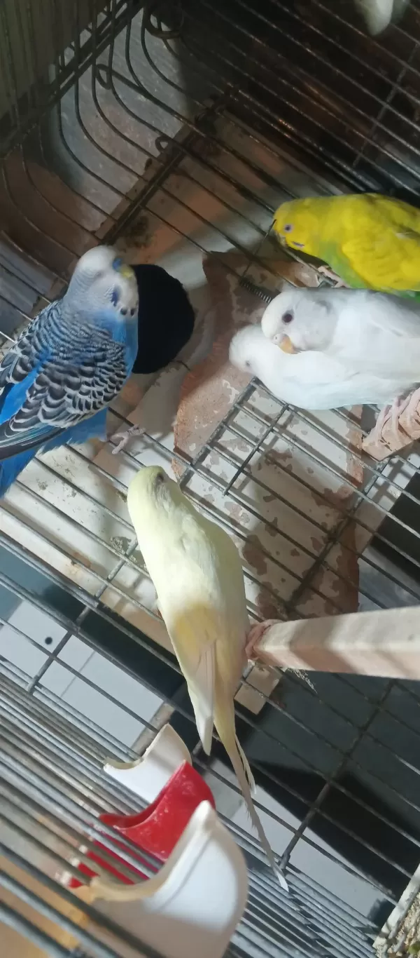 Hazır Eş Ve Tek Muhabbet Kuşlar
