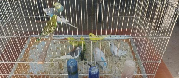 Alıştırmalık Konuşturmalık Yavru Muhabbet Kuşlar