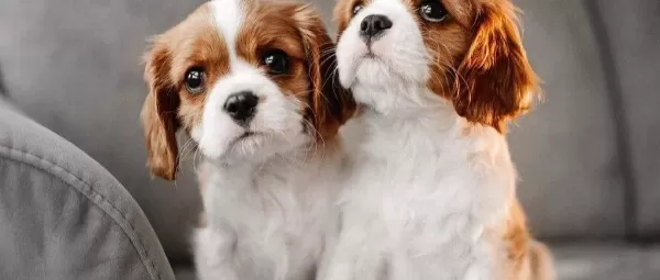 Büyüleyici Güzellikte Cavalier Yavrularım