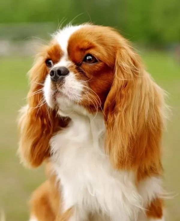 Büyüleyici Güzellikte Cavalier Yavrularım