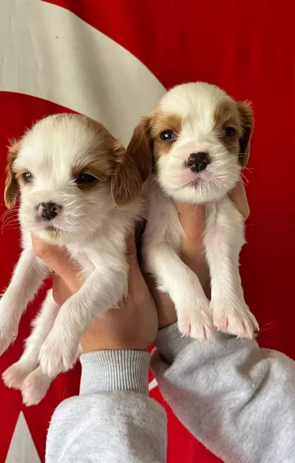 Estetik Fizikli Parti Color Cavalier King Charles Yavruları