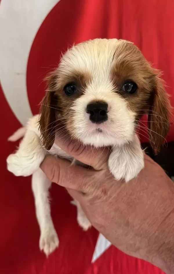 Estetik Fizikli Parti Color Cavalier King Charles Yavruları