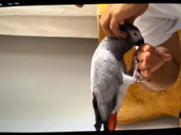 Aşırı Evcil Jako Papağanı