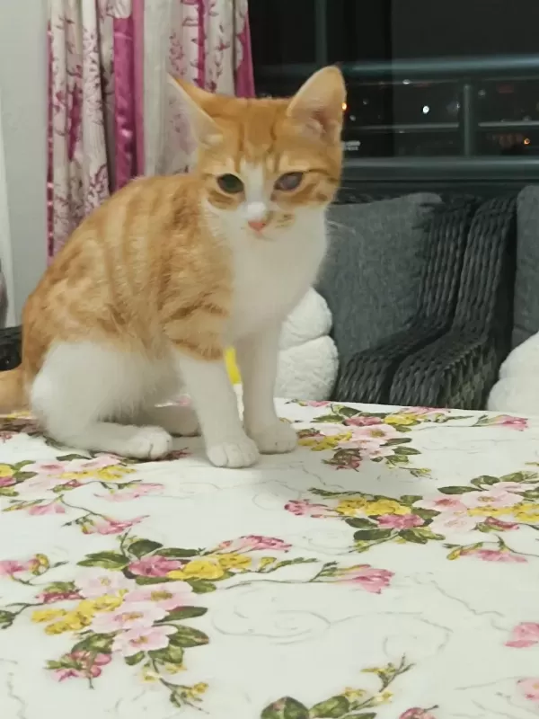 Tekir 5 Aylık Ücretsiz Sahiplendirme