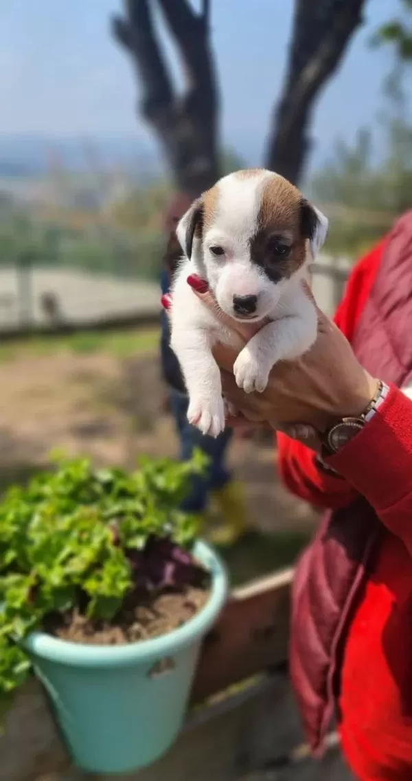 Tek Göz Korsan Maskeli Tricolor Jack Russell Yavrusu
