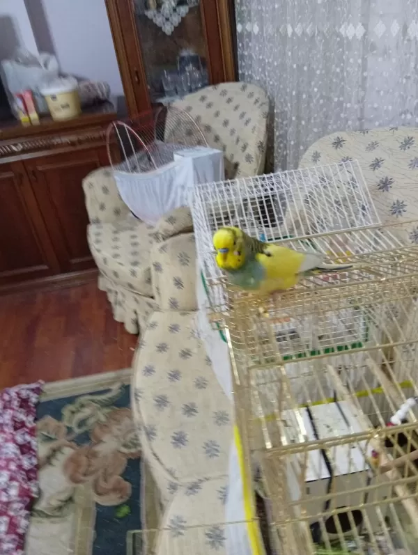 1,5 Yaşinda Temiz Bakimli Yerli Erkek Muhabbet Kuşu