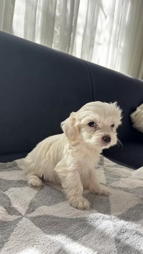 Terrier Yavrularimiz