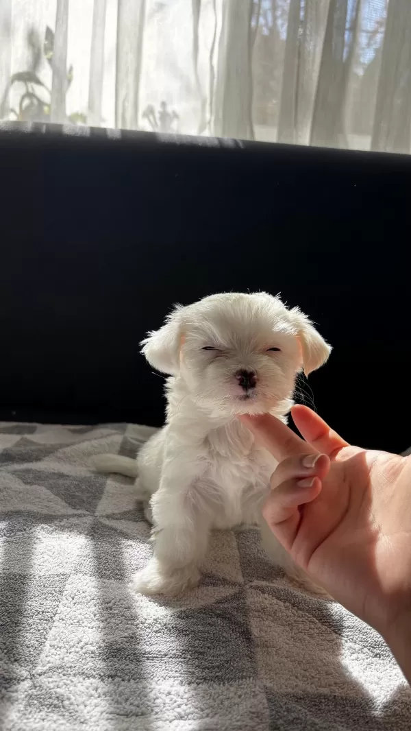 Terrier Yavrularimiz
