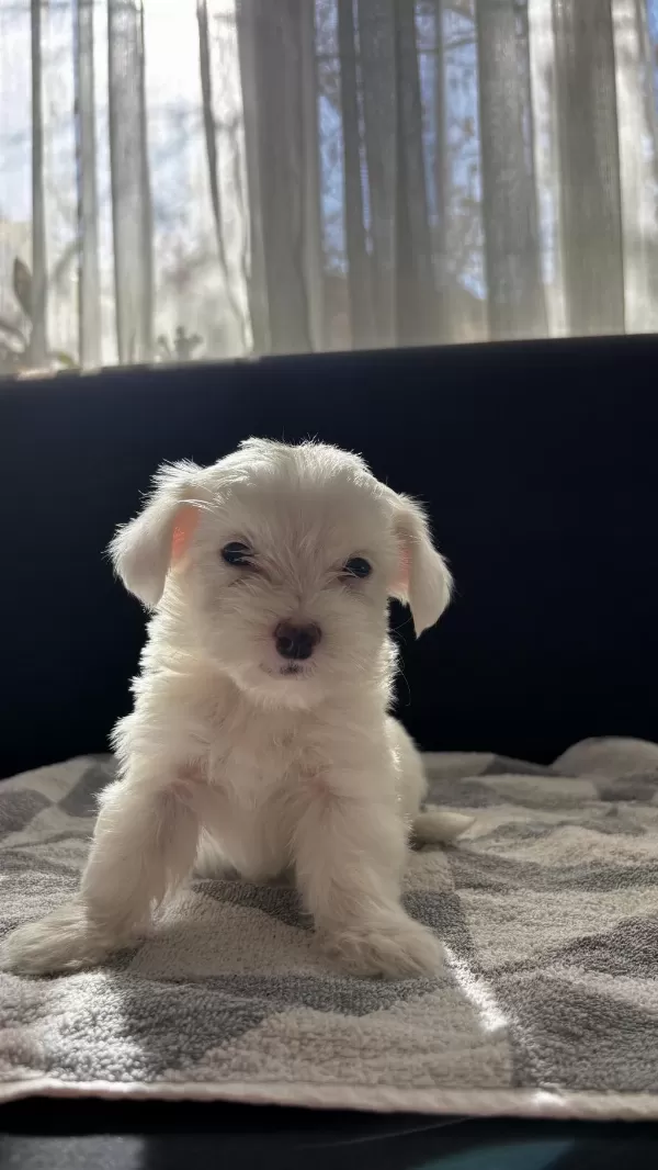 Terrier Yavrularimiz