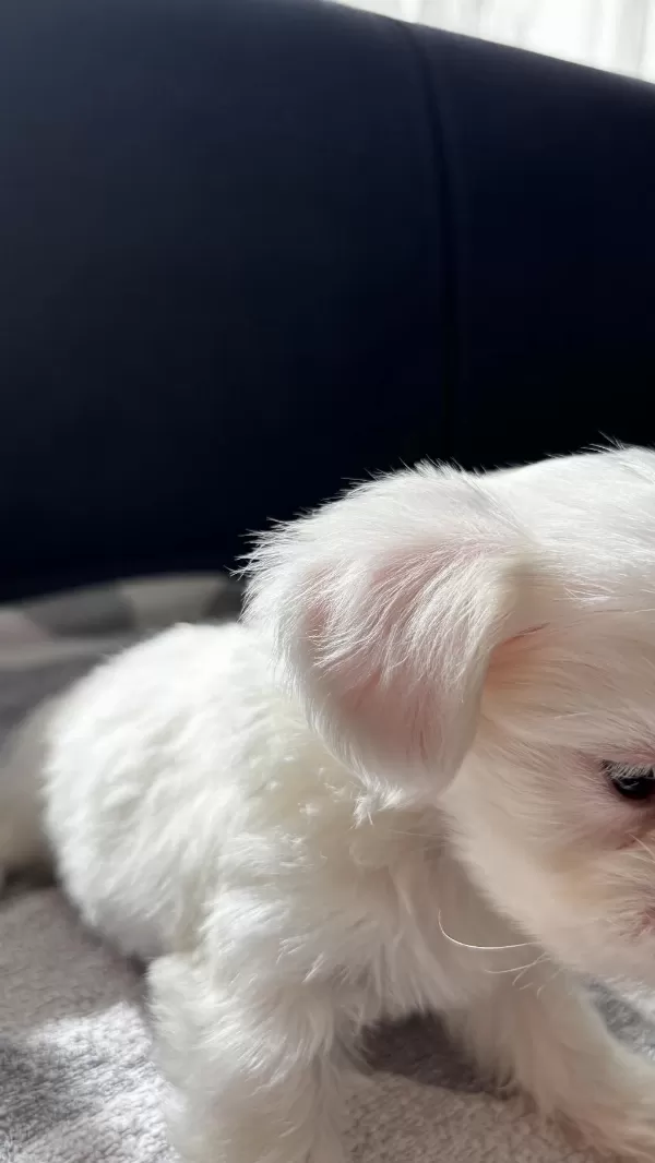 Terrier Yavrularimiz