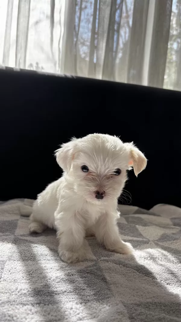 Terrier Yavrularimiz