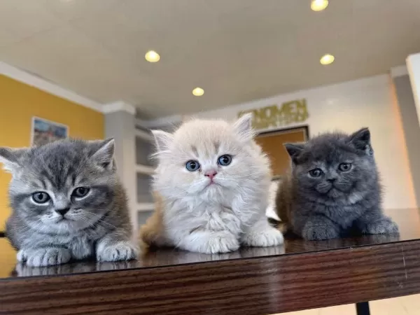 Yavru Çok Tatlı British Longhair Yavrular Dişi Erkek