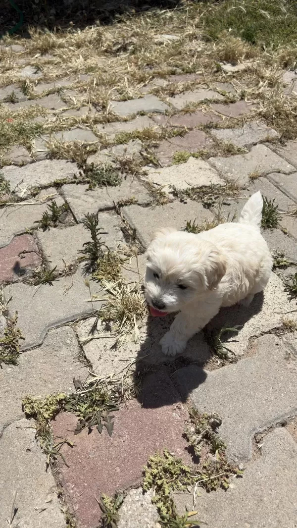 Maltese Terrier Yavru Ve Yetişkinlerimiz