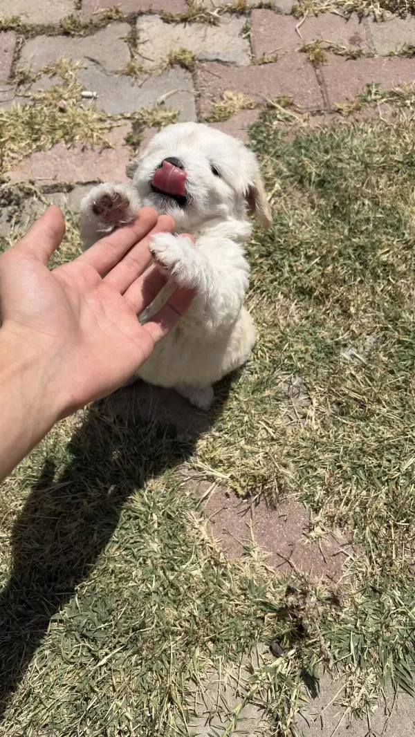 Maltese Terrier Yavru Ve Yetişkinlerimiz