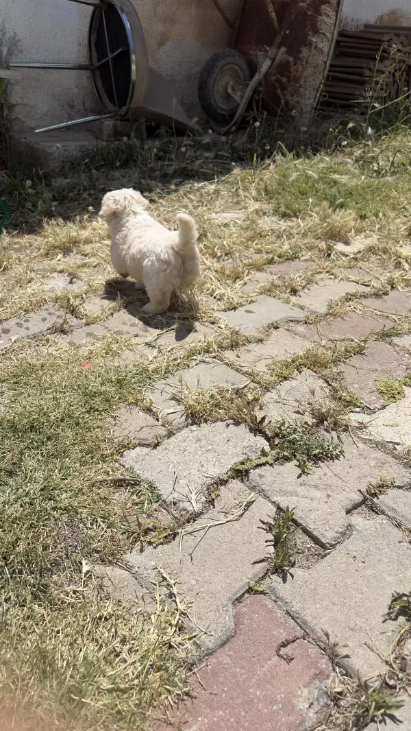 Maltese Terrier Yavru Ve Yetişkinlerimiz