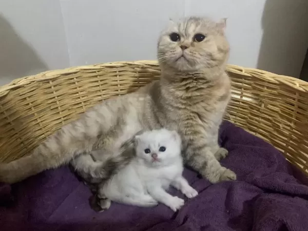Show Kalite Safkan Scottish Fold Kedim
