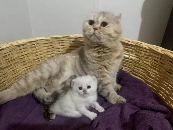 Show Kalite Safkan Scottish Fold Kedim