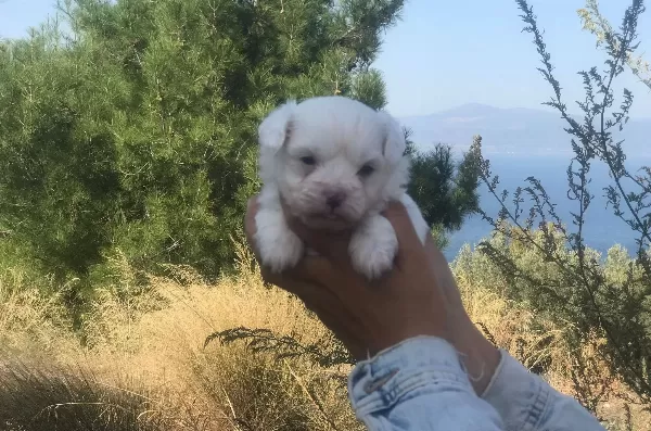 Minik Yavrularımız