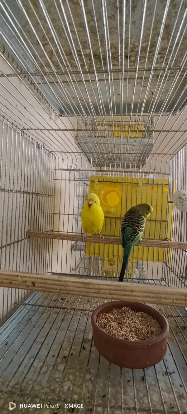 Damızlık Yerli Albino Lutino Hazır Takım Ve Tek Dişi Kuşlar