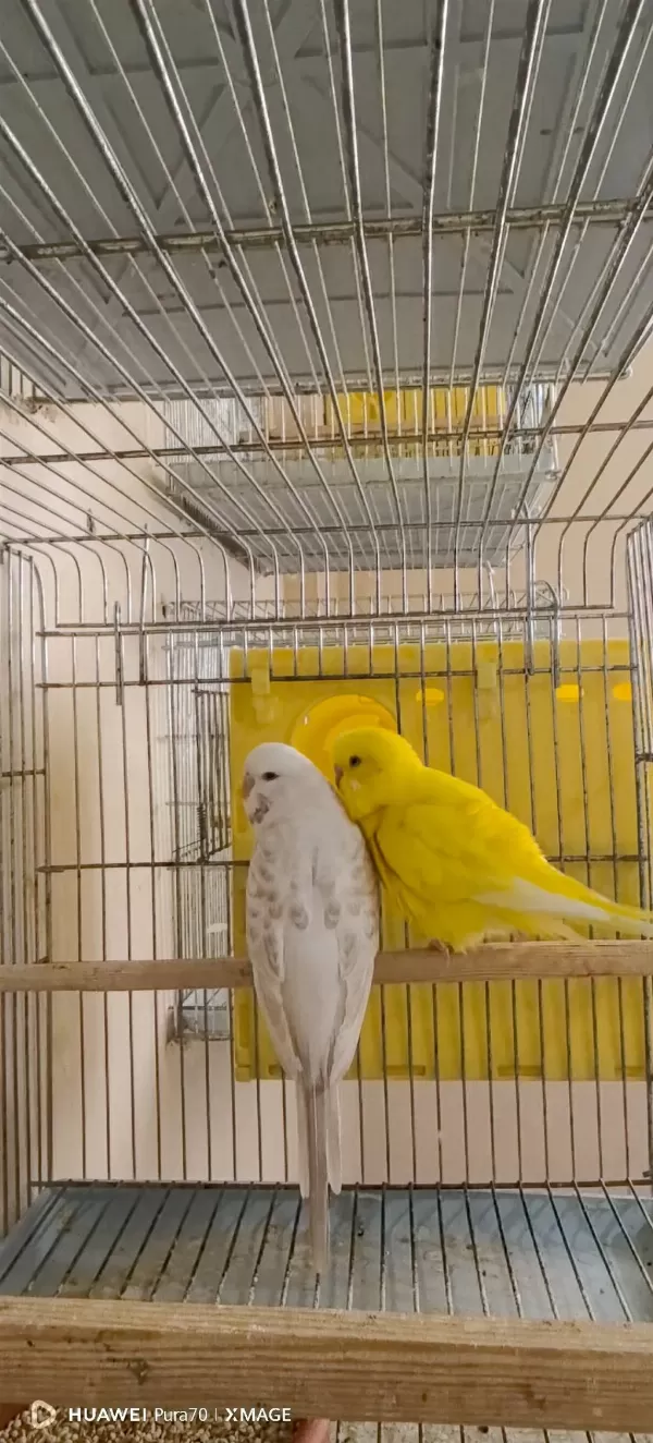 Damızlık Yerli Albino Lutino Hazır Takım Ve Tek Dişi Kuşlar
