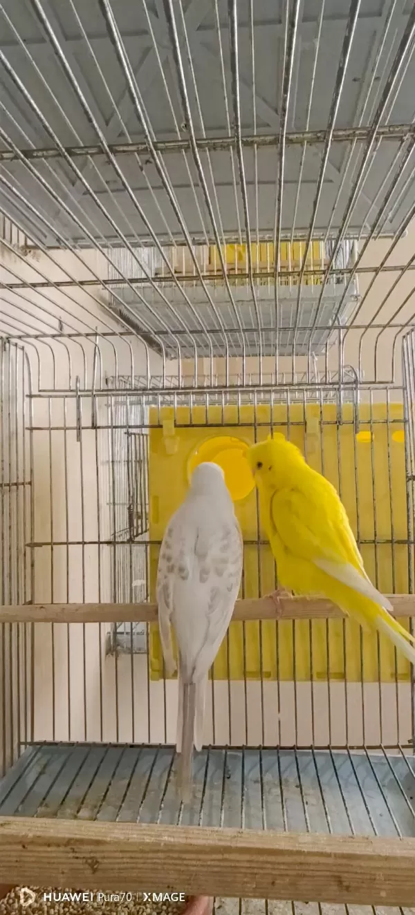 Damızlık Yerli Albino Lutino Hazır Takım Ve Tek Dişi Kuşlar