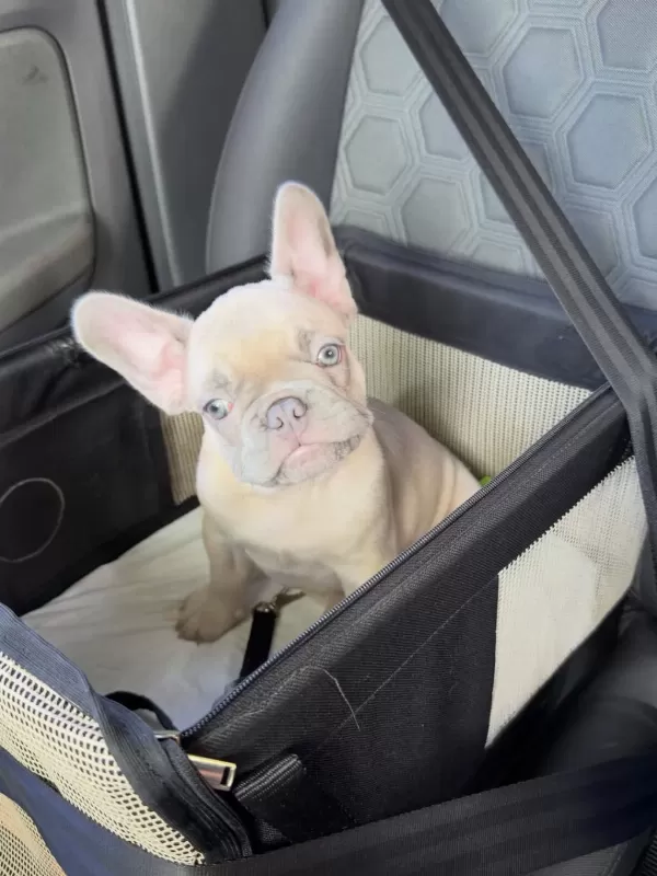 French Bulldog Yavrulari