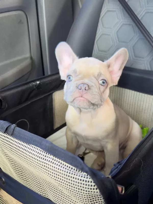 French Bulldog Yavrulari