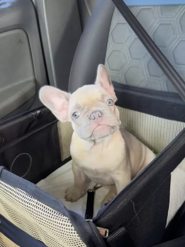 French Bulldog Yavrulari