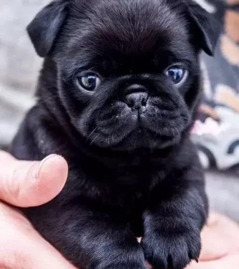 Safkan Pug Bebekler