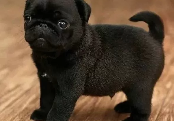 Safkan Pug Bebekler