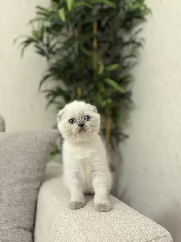 Scottish Fold Blue Point Yavrularim