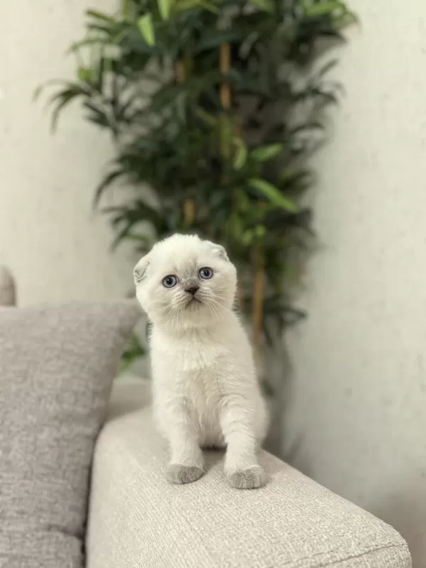 Scottish Fold Blue Point Yavrularim
