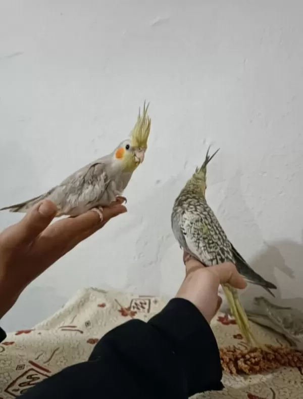 İzmir Merkezde Ele Kola Alışkın Yavru Papağanlar