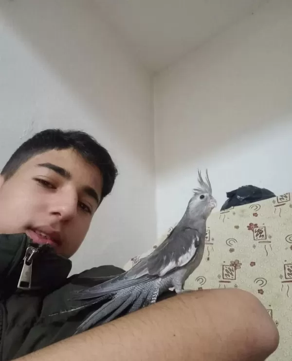 İzmir Merkezde Ele Kola Alışkın Yavru Papağanlar