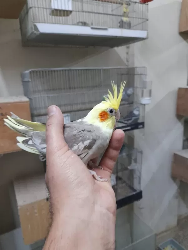 İzmir Merkezde Ele Kola Alışkın Yavru Papağanlar