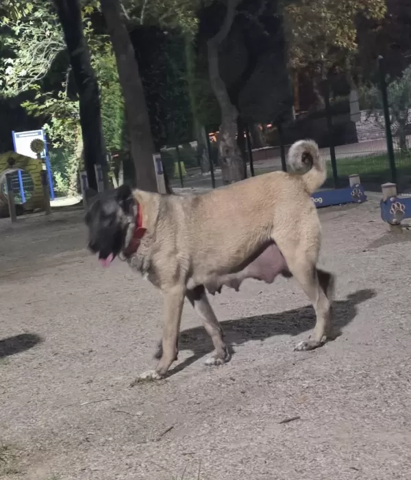 Karakirçil Kangalda Kalite