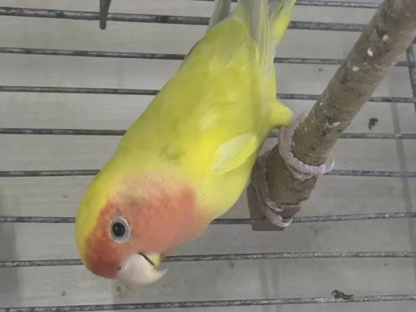 Ele Alişik Sevda Papağani