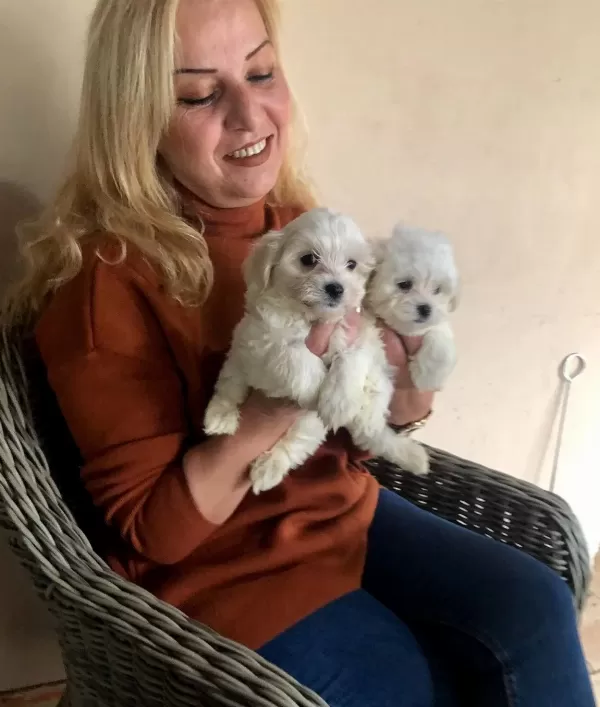 Pamuk Şeker Sevimli Maltese Terrier Yavrularımız