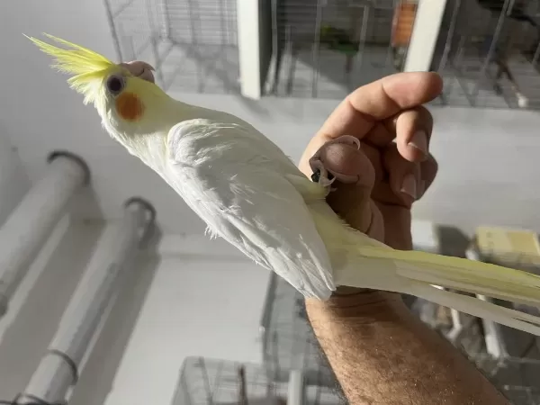Yeme Düşmüş Sultan Papağanı