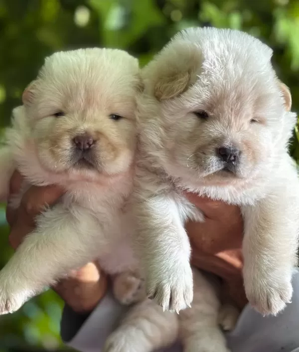 Muhteşem Efsane Çin Aslanı Chow Chow Yavrularımız