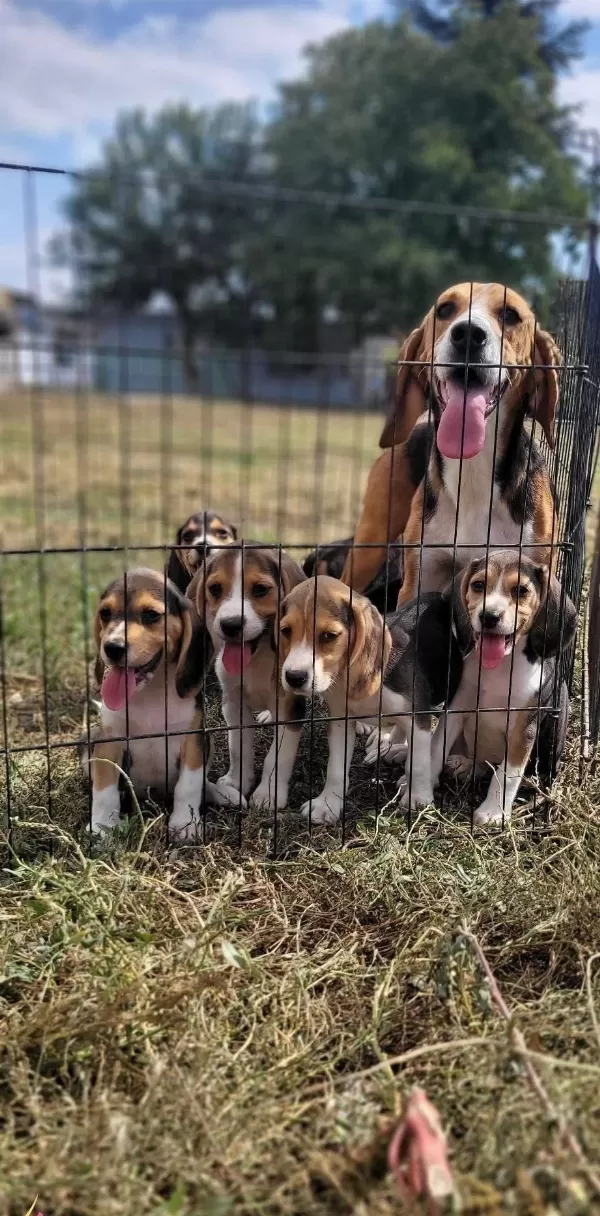 Safkan Irk Garantili Beagle Yavrular