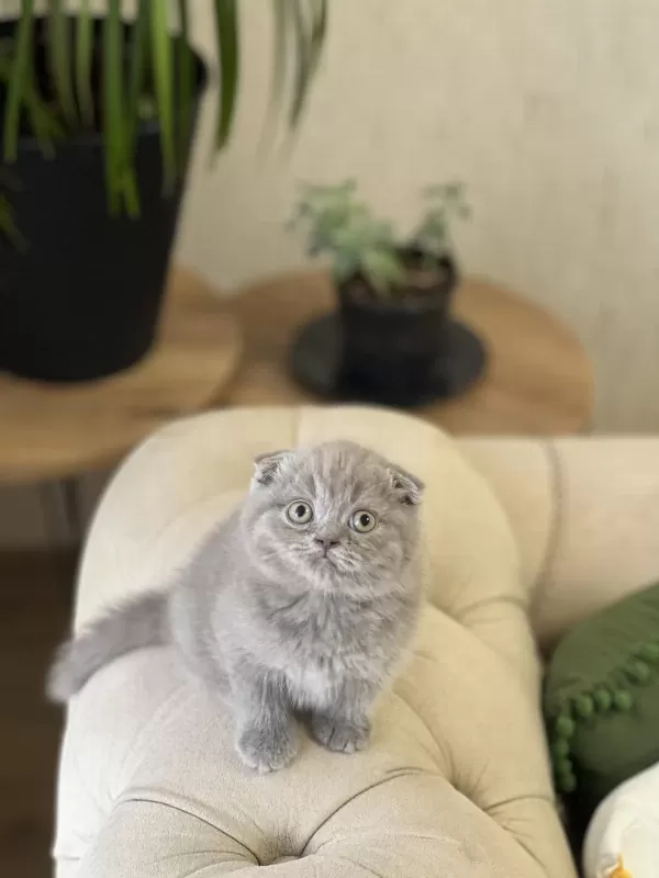 A Kalite Ayi Surat Scottish Fold Yavrum