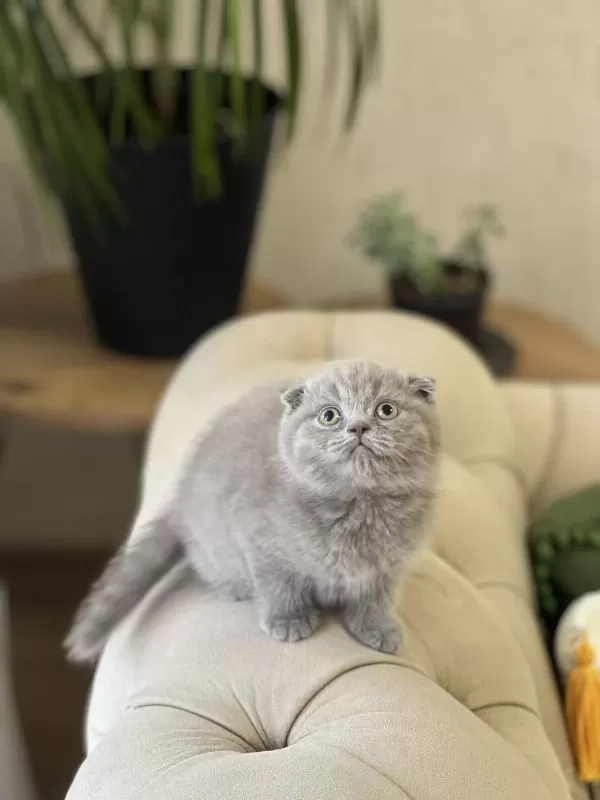 A Kalite Ayi Surat Scottish Fold Yavrum
