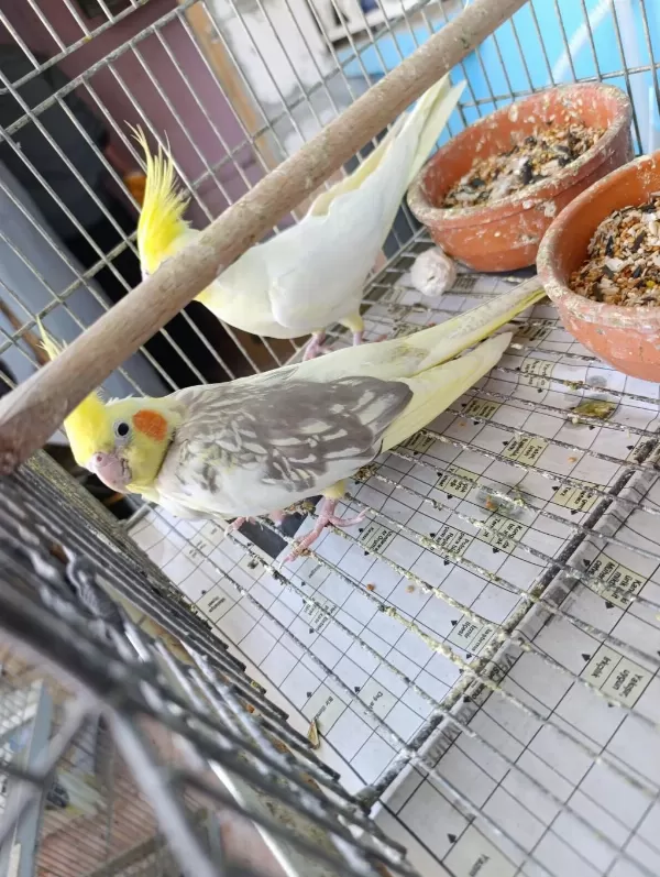 Sultan Papağanı Bebekler Yeni Sahibini Bekliyor