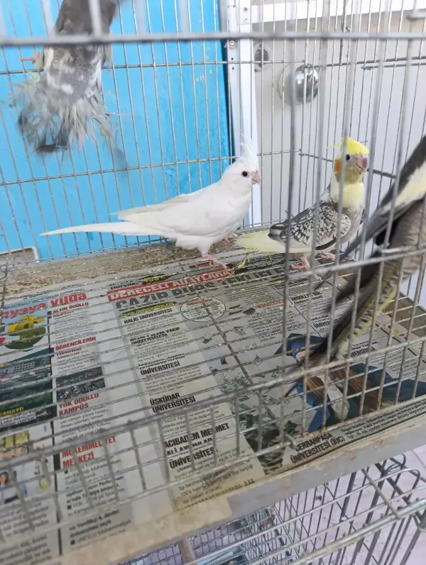 Sultan Papağanı Bebekler Yeni Sahibini Bekliyor