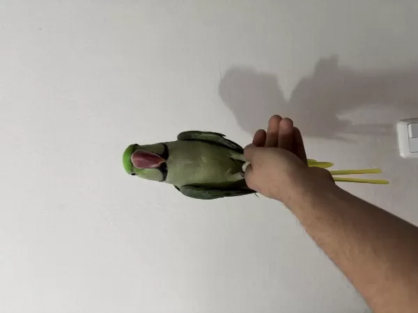 Erkek Ful Evcil Alexander