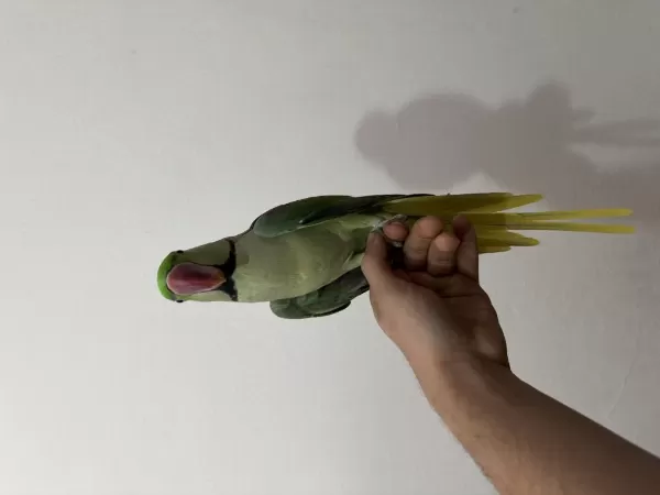 Erkek Ful Evcil Alexander