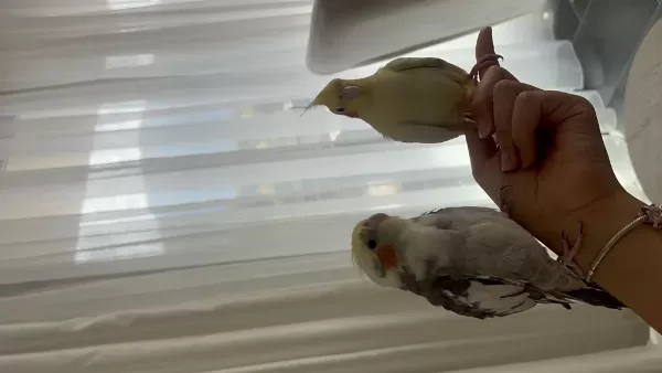 Lutino 2 Aylık Ele Alışkın Sultan Papağanı