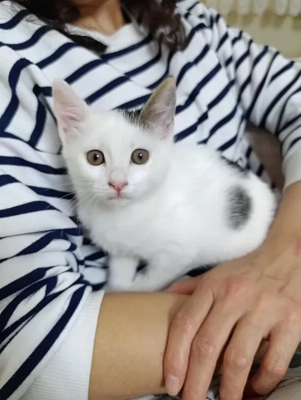 Prenses Kedimizin Şansi Dönsün