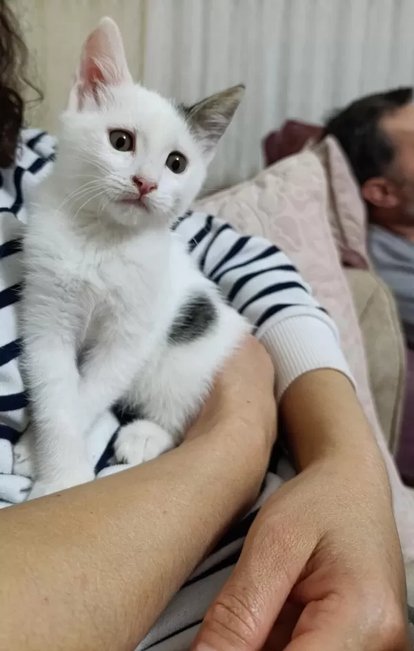 Prenses Kedimizin Şansi Dönsün